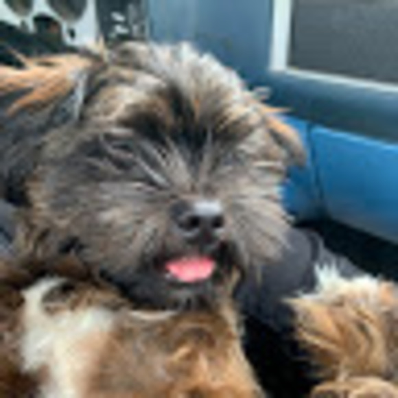 Meet your Posher, Tabitha - Picture 1 of 1